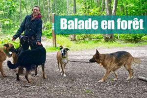 balade de chien foret domanial